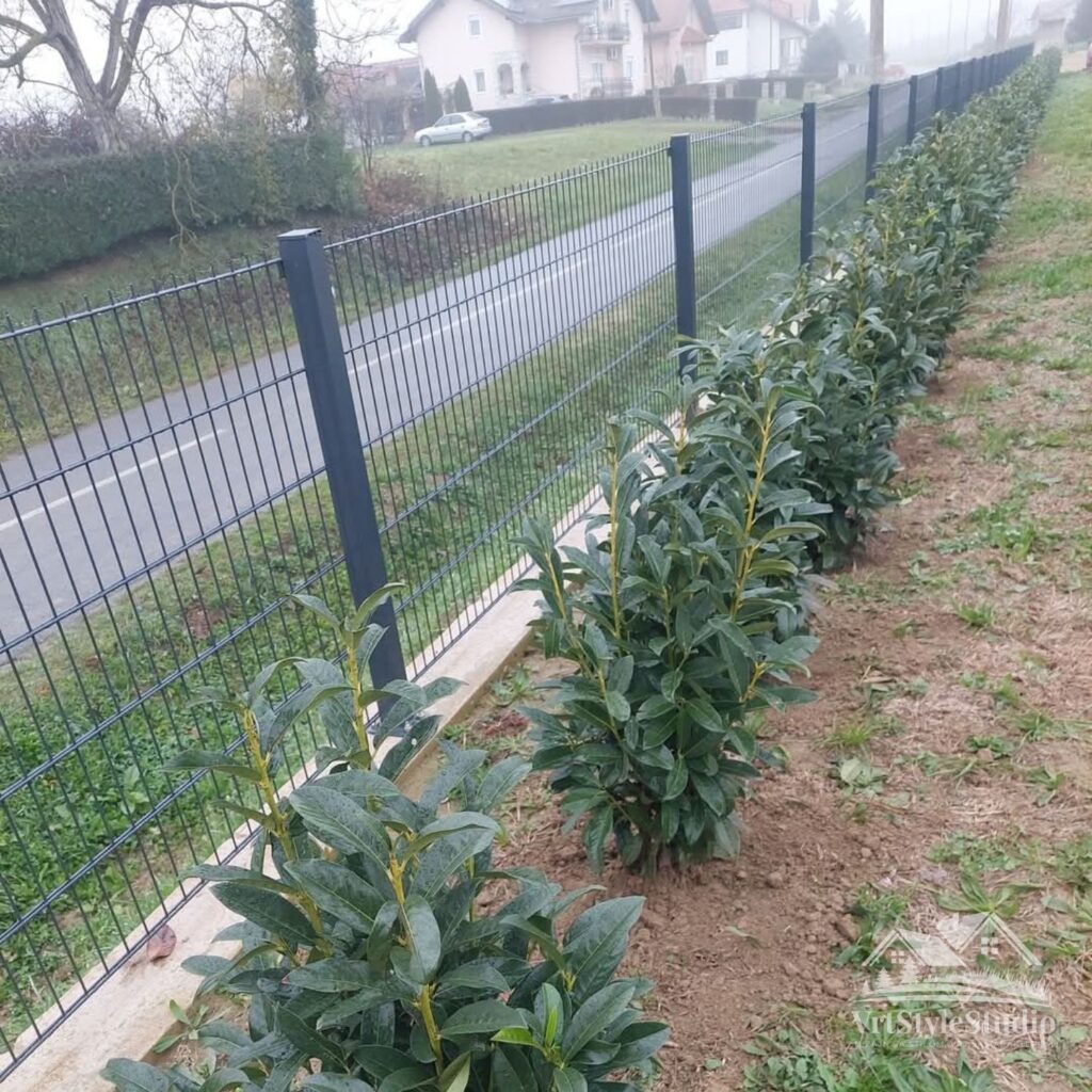 sadnja živih ograda zagreb