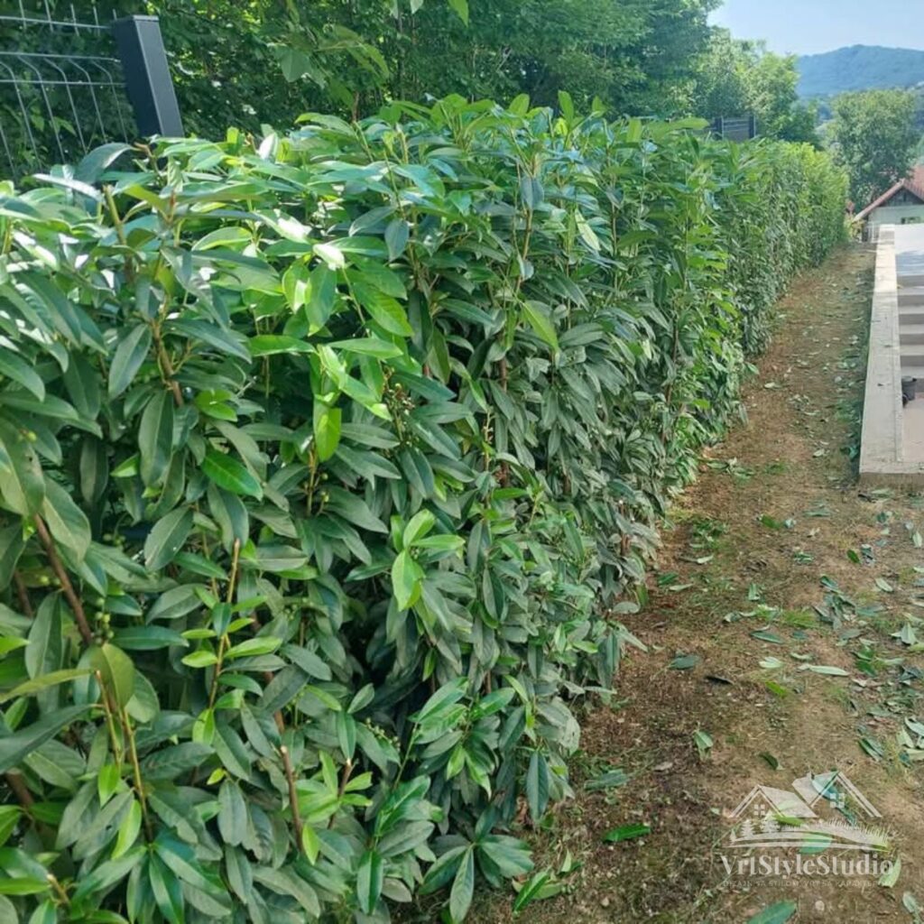 sadnja živih ograda zagreb