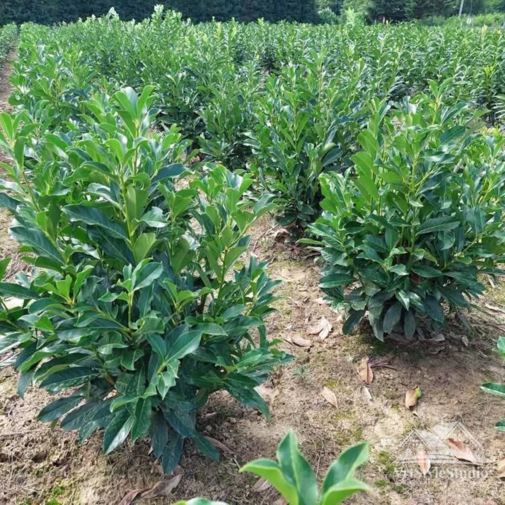 sadnja živih ograda zagreb