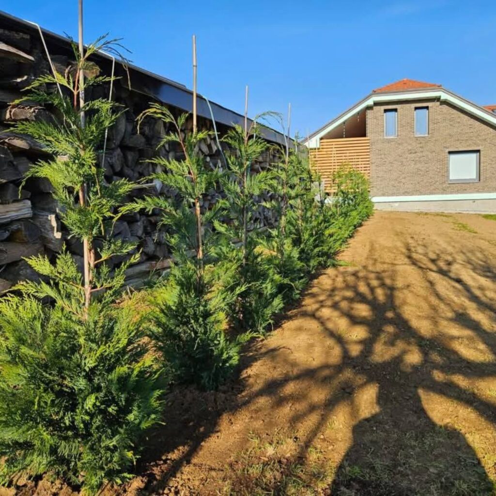 Sadnja živih ograda u Zagrebu i okolici