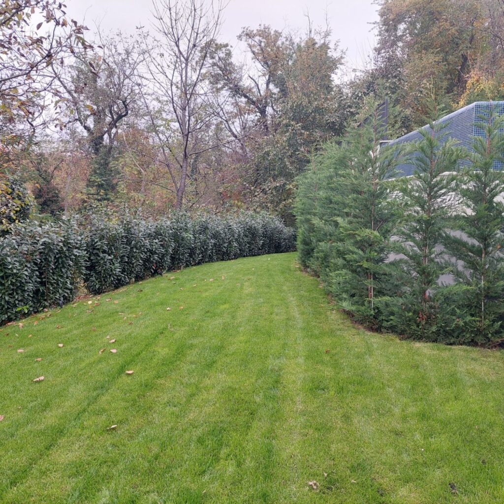 Sadnja živih ograda u Zagrebu i okolici