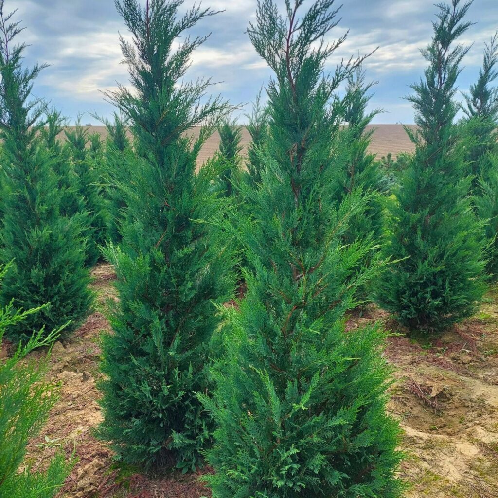 Najbolja živa ograda za Zagreb