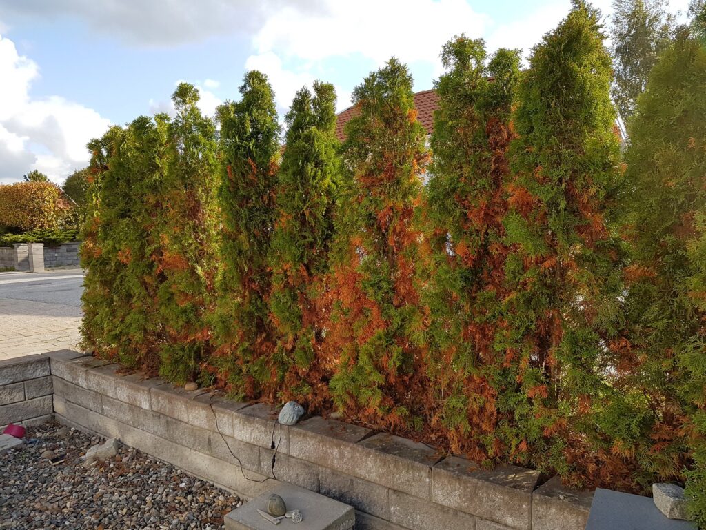 Štetnici i bolesti koje uništavaju thuje