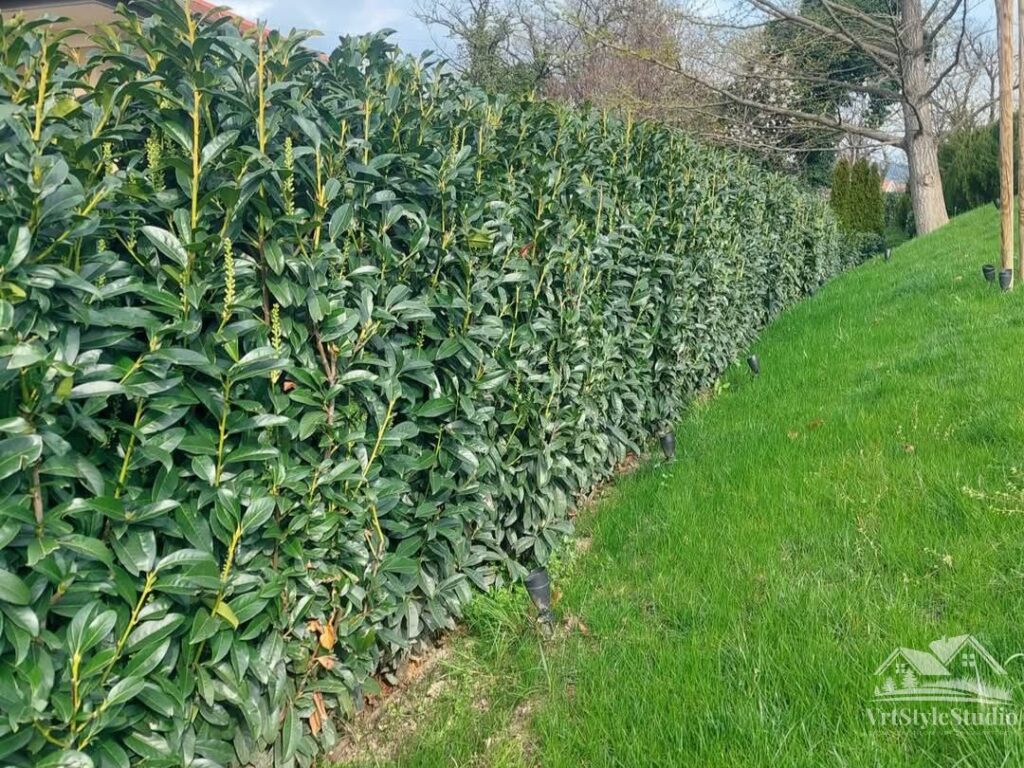 održavanje živih ograda